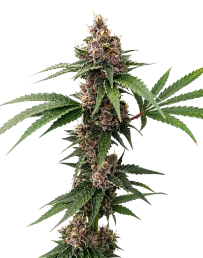 Island Punch Auto Flower 5