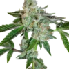 Tahoe Og Kush 1