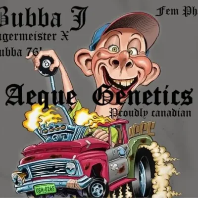 Bubba J | Aeque Genetics | FEM Photoperiod Seeds