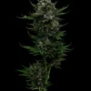 All Gas OG