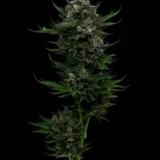 All Gas OG Auto