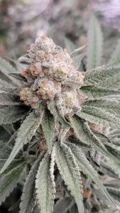 3x Anointed | In House Genetics | FEM Photoperiod Seeds