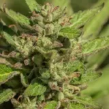 Atlas Seed Mendo Breath 2