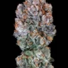 Blueberry McMuffin Auto1