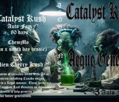 Catalyst Kush Auto | Aeque Genetics | FEM Autoflower Seeds