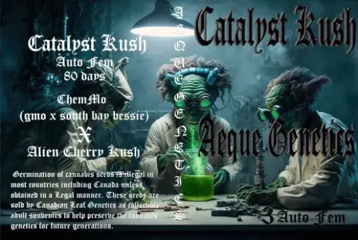 Catalyst Kush Auto | Aeque Genetics | FEM Autoflower Seeds