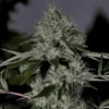 Chem 4 OG