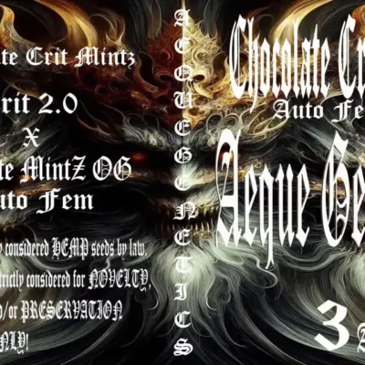 Chocolate Crit Mintz Auto | Aeque Genetics | FEM Autoflower Seeds