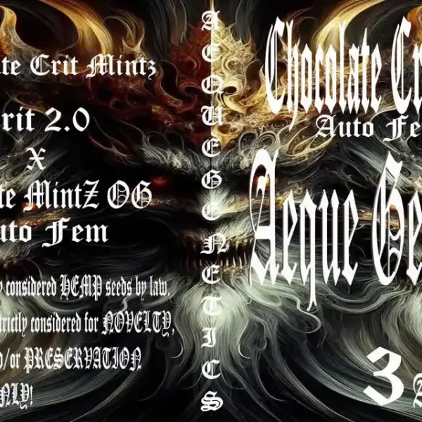 Chocolate Crit Mintz Auto | Aeque Genetics | FEM Autoflower Seeds