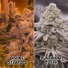 Divine Gelato 3 X Platinum Zushi 1