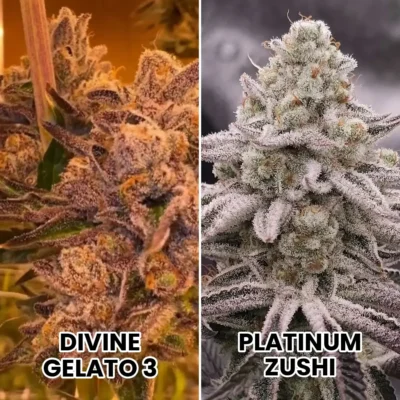 3x Zivine | In House Genetics | FEM Photoperiod Seeds