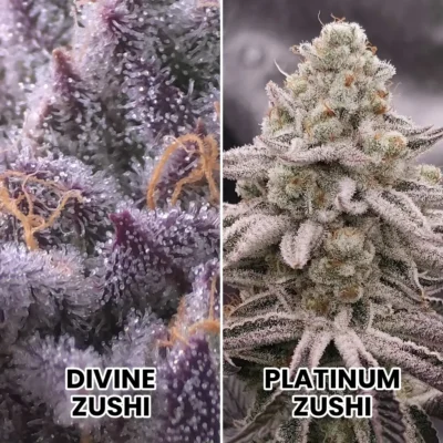 3x Anointed | In House Genetics | FEM Photoperiod Seeds