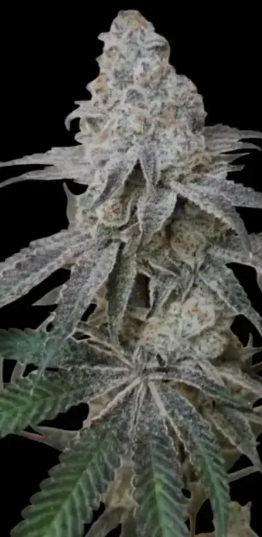 Reverse Genetics – Frostitute – Fem Photo – 6 Pack