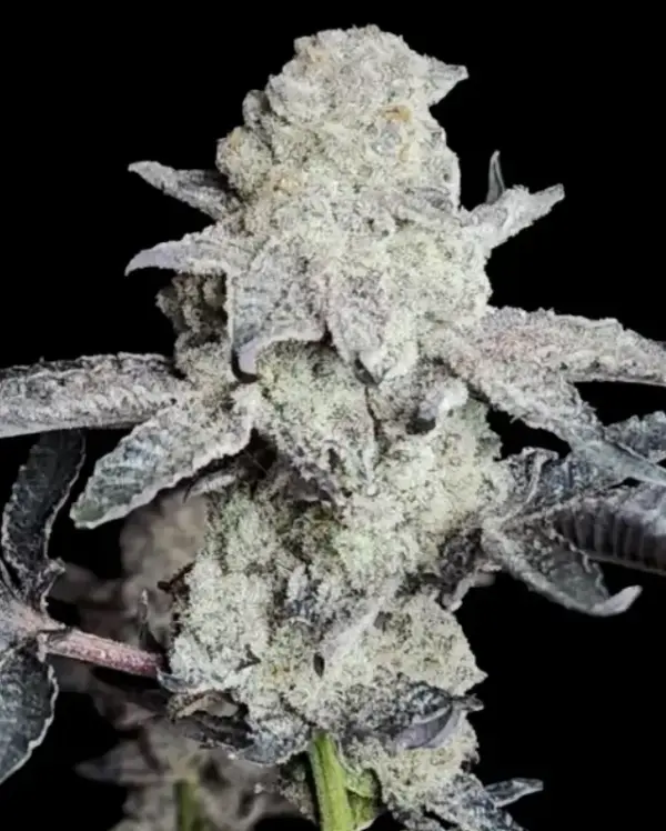 Reverse Genetics – Frozen Gary – Fem Photo – 6 Pack