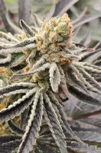3x Icy J | In House Genetics | FEM Photoperiod Seeds