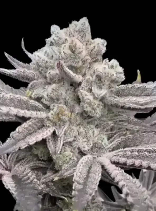 Reverse Genetics – Jokerz Bag – Fem Photo – 6 Pack
