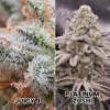 Juicy J X Platinum Zushi 1