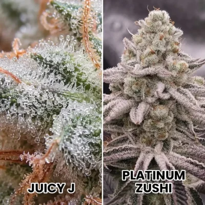 3x Icy J | In House Genetics | FEM Photoperiod Seeds