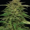 Mango Sherbert