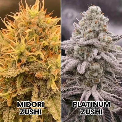 3x Zzumi | In House Genetics | FEM Photoperiod Seeds