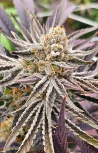 3x Mizu | In House Genetics | FEM Photoperiod Seeds