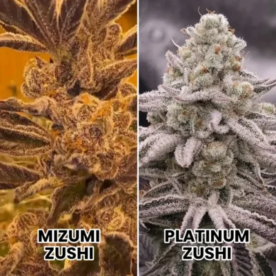 3x Mizu | In House Genetics | FEM Photoperiod Seeds