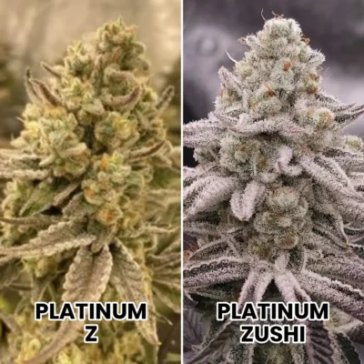 3x Zuzhi | In House Genetics | FEM Photoperiod Seeds