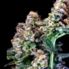 Purple Punch 300