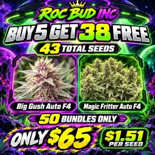 ROC BUNDLE