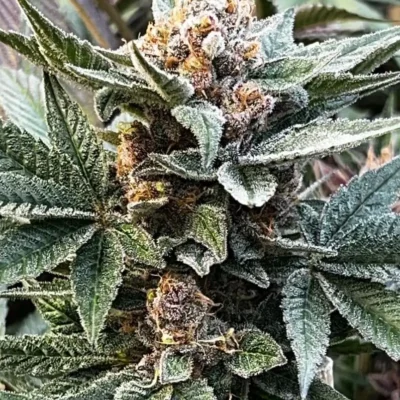 MOSCA SEEDS - RAZ BOOLA STRAIN - FEM PHOTO - 6 PACK