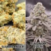 Slurrbanger X Platinum Zushi 1