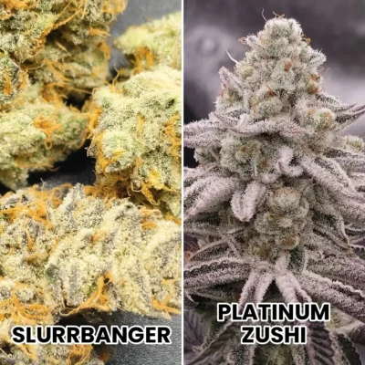 3x Zlurrbanger | In House Genetics | FEM Photoperiod Seeds