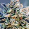 Top Gun Auto 1