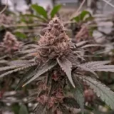 Tropicana Cookies Auto