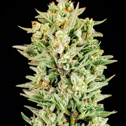 Turtle Taffy Auto