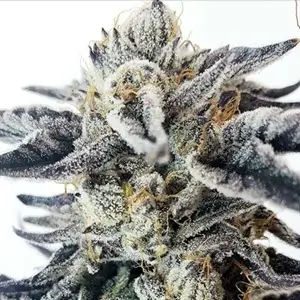 MOSCA SEEDS - WATERMELON BLAST STRAIN - REG PHOTO - 10 PACK