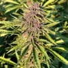 Watermelon Gelato Auto 1