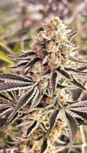 3x Zivine | In House Genetics | FEM Photoperiod Seeds