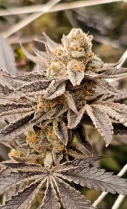 3x Zlurrbanger | In House Genetics | FEM Photoperiod Seeds