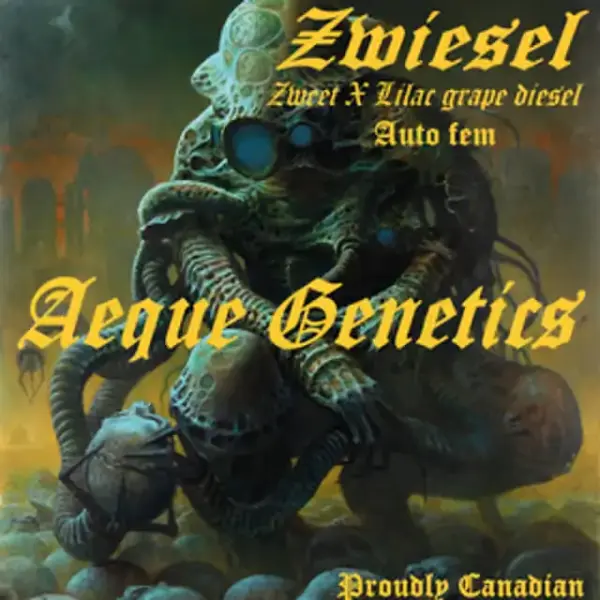 Zwiesel Auto | Aeque Genetics | FEM Autoflower Seeds