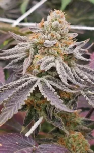 3x Zzumi | In House Genetics | FEM Photoperiod Seeds