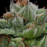 Blue Berry Muffin