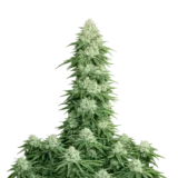 Boss Hog Auto Flower 1