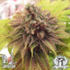 Chem Valley Kush Cali Connection 400x400