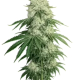 Deadhead Og