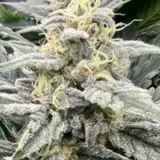Grape Cookie Gas