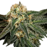 Green Crack