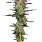 Miny Jellt Auto Hsc