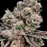 Platinum Green Apple Candy