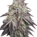 Purple Diesel 1
